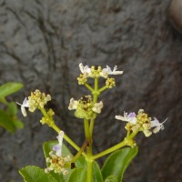 Coleus velutinus (Trimen) A.J.Paton